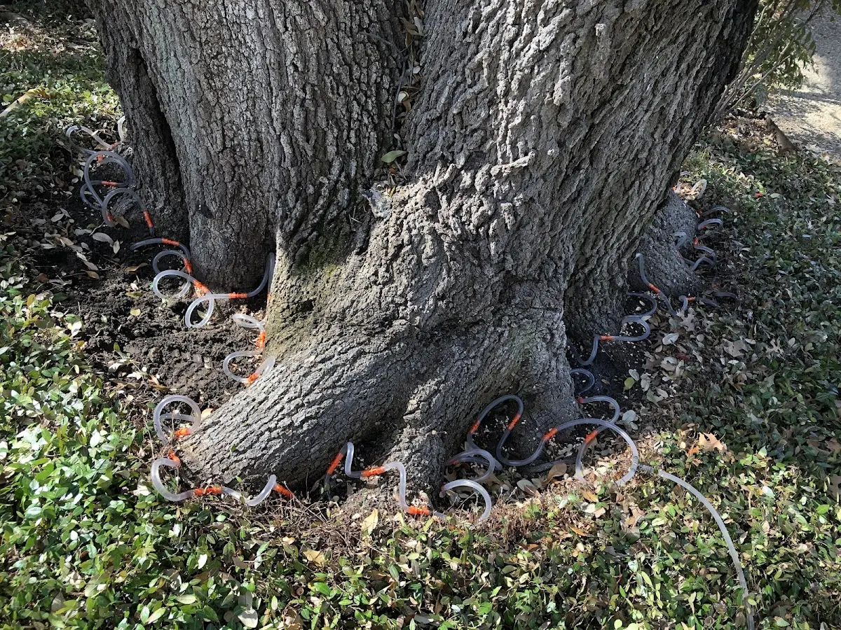 Detailed Tree Cabling and Bracing job site in East Jordan