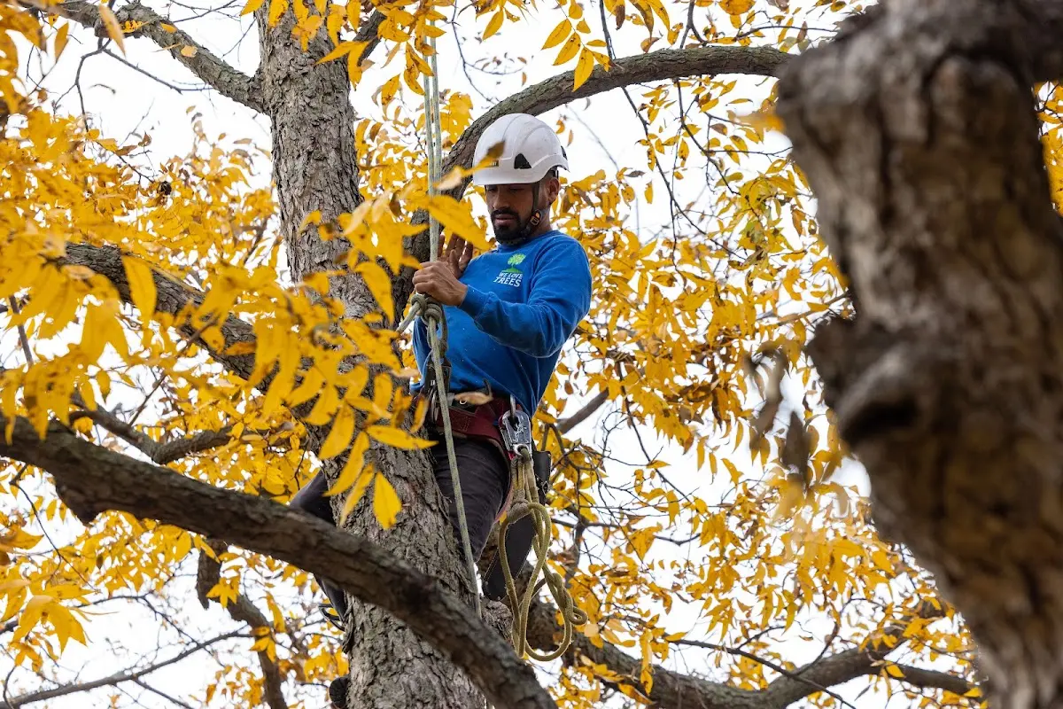 Skilled Tree Pruning crew working in East Jordan